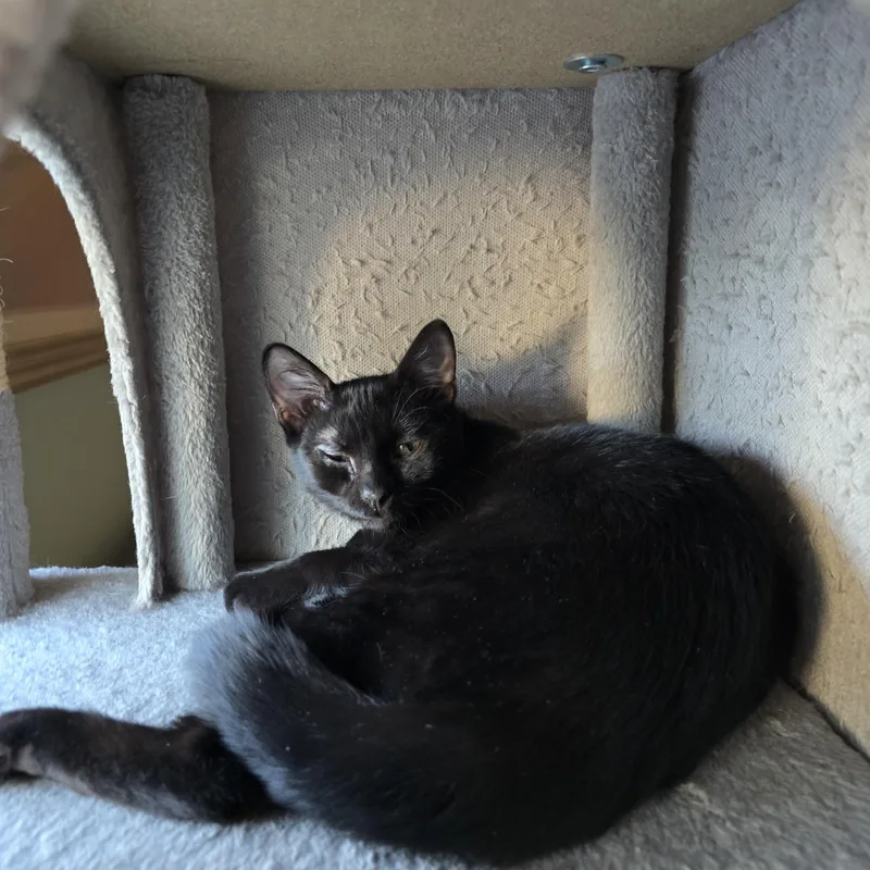 A baby medium-sized female Black Domestic Short Hair cat named Gemma for adoption in Sewaren, NJ