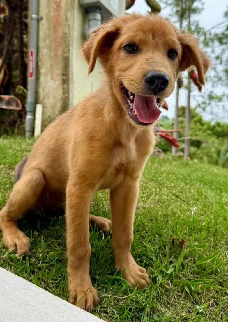 A baby medium-sized female Australian Shepherd dog named Maple for adoption in Lake Hopatcong, NJ
