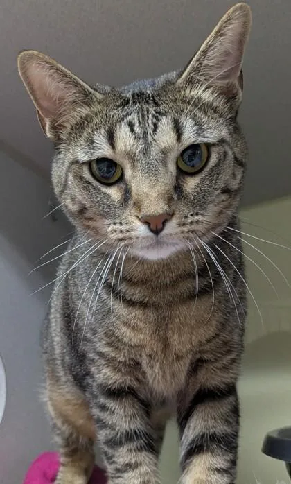 An adult medium-sized male Domestic Short Hair cat named Bertram for adoption in Divide, CO