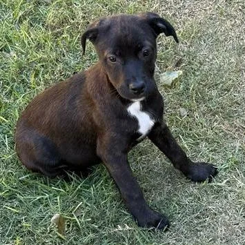 A baby small-sized female Black German Shepherd Dog dog named Monroe for adoption in San Antonio, TX