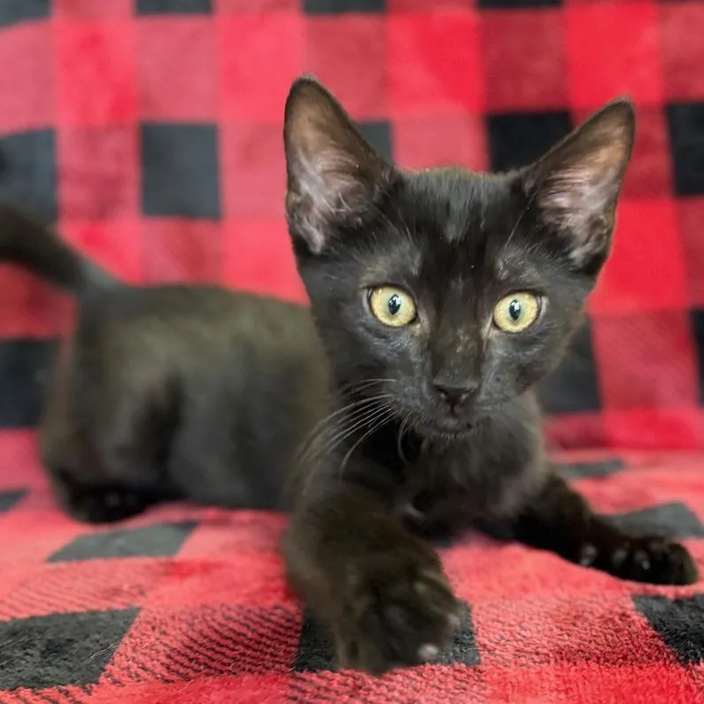 A baby small-sized male Black Domestic Short Hair cat named Conductor for adoption in Mount Juliet, TN