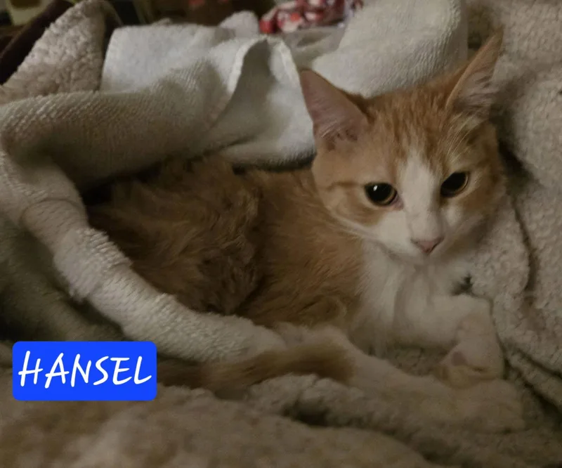 Hansel thumbnail 3