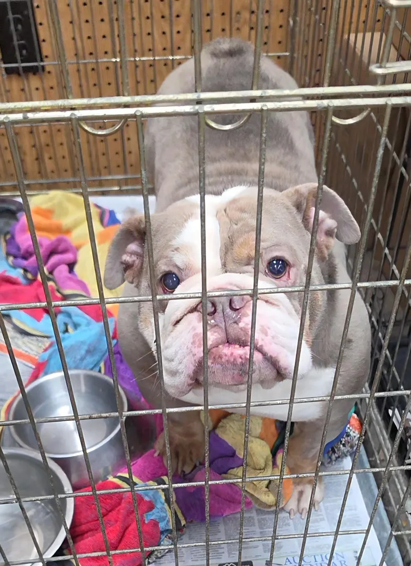 An adult medium-sized female Gray / Blue / Silver English Bulldog dog named Sinead for adoption in LaGrange, IN