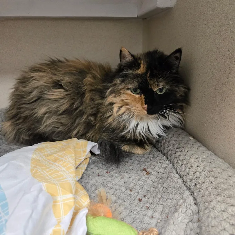 A senior large-sized female Calico Domestic Long Hair cat named Patches for adoption in Durango, CO