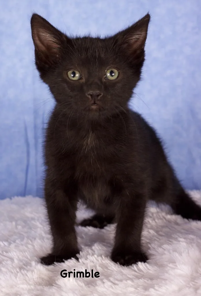 A baby small-sized male Domestic Short Hair cat named Grimble for adoption in Gilbert, AZ