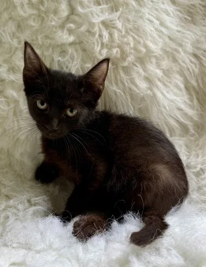 A baby medium-sized female Domestic Short Hair cat named Dahlia for adoption in Picayune, MS