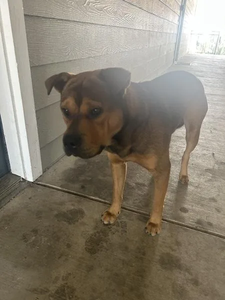 An adult large-sized male American Staffordshire Terrier dog named Teddy for adoption in Austin, TX