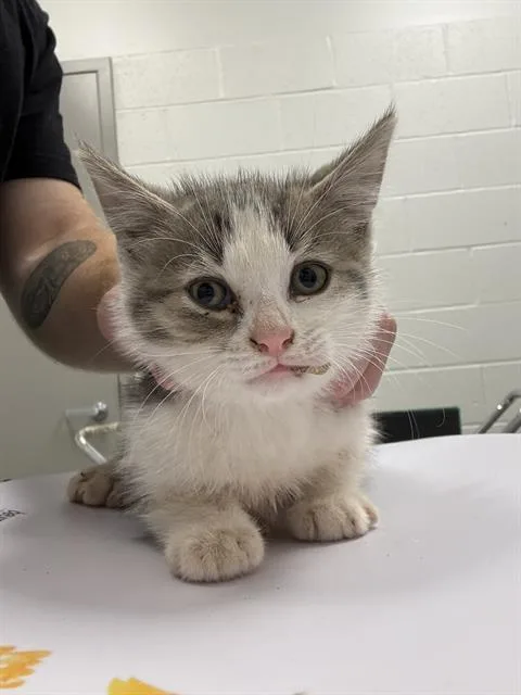 A baby small-sized male Domestic Short Hair cat named Prince Gumball for adoption in Indianapolis, IN
