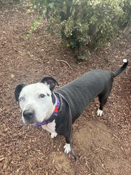 An adult large-sized female Pit Bull Terrier dog named Yoko for adoption in San Diego, CA