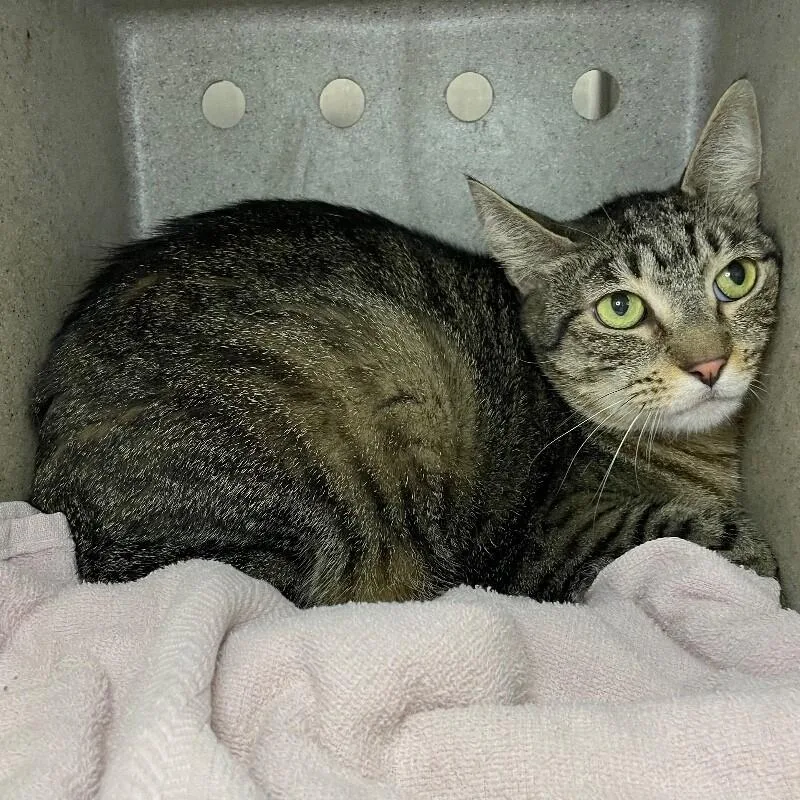 An adult medium-sized female Domestic Short Hair cat named Tiger for adoption in Roanoke, VA