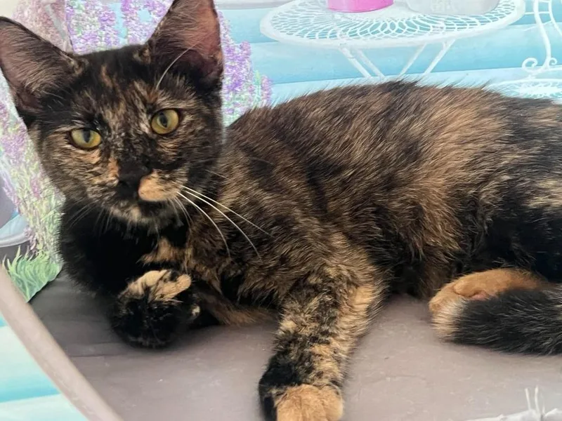 Cinnamon thumbnail 2