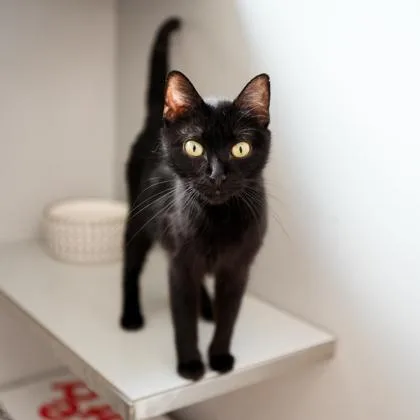 An adult small-sized female Black Domestic Short Hair cat named Phoenix for adoption in Atlanta, GA
