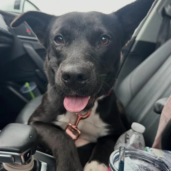Bea