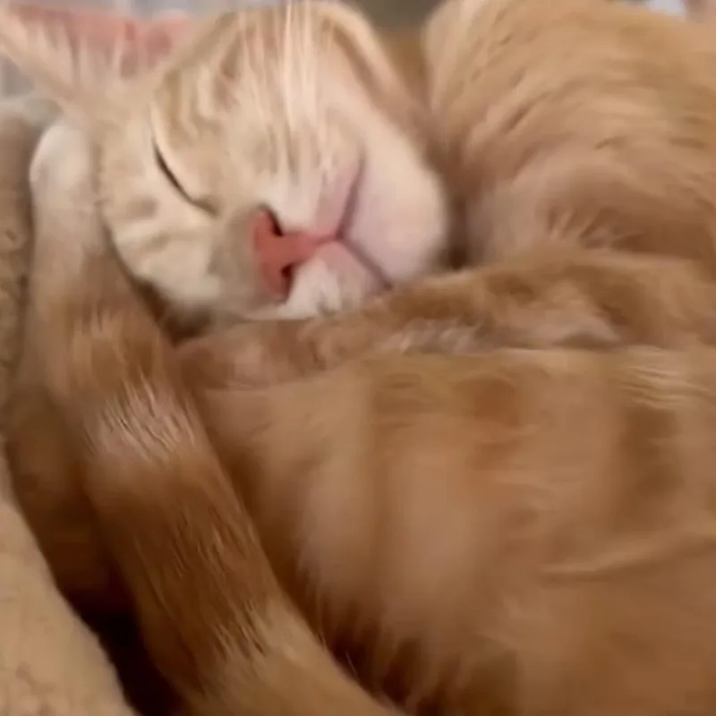 An adult medium-sized male Orange / Red Domestic Short Hair cat named Stewart for adoption in Grass Valley, CA