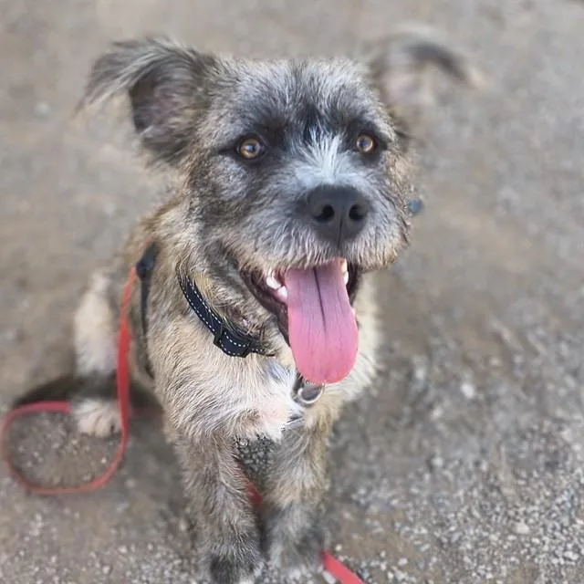 A young medium-sized female Terrier dog named Kerri for adoption in Tucson, AZ
