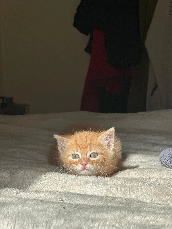 A young medium-sized male Orange / Red Domestic Short Hair cat named Owen Hunt for adoption in Fort Collins, CO