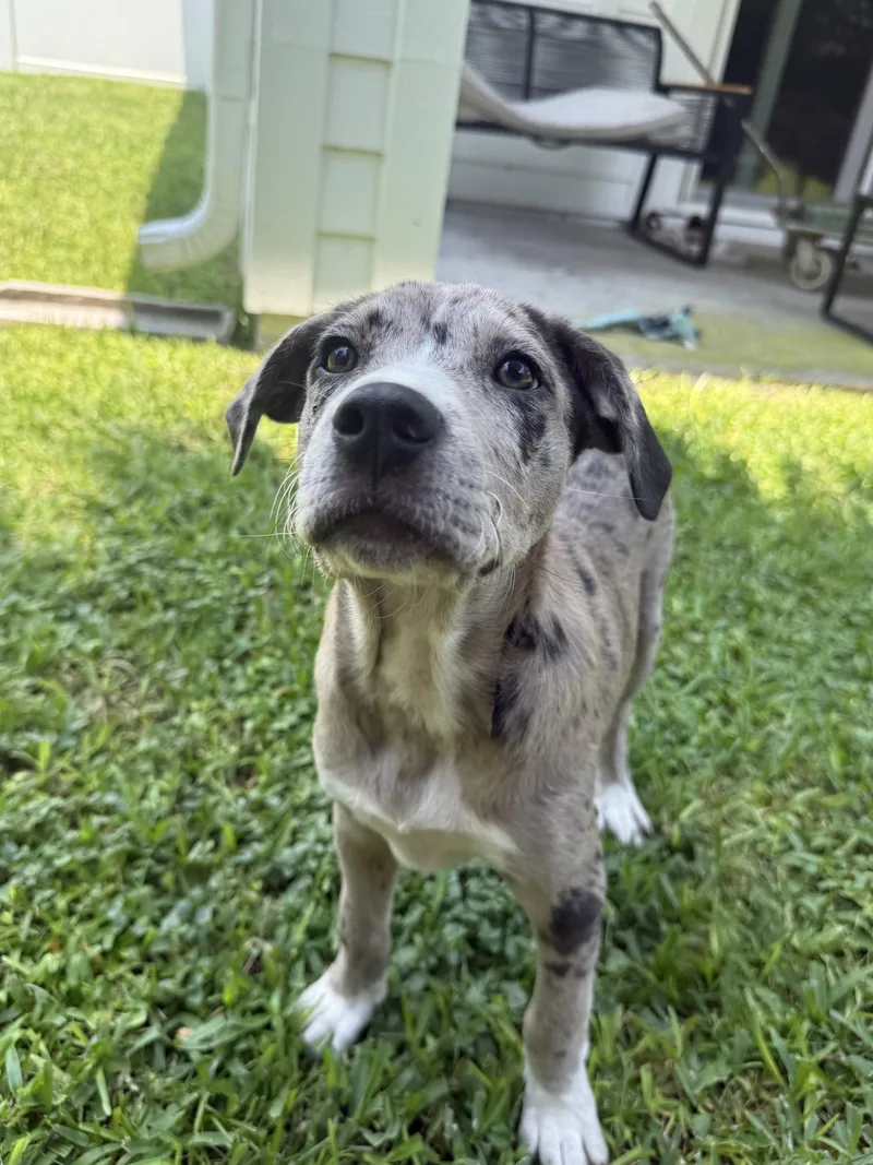 A baby medium-sized female Labrador Retriever dog named Maeve for adoption in Royal Palm Beach, FL