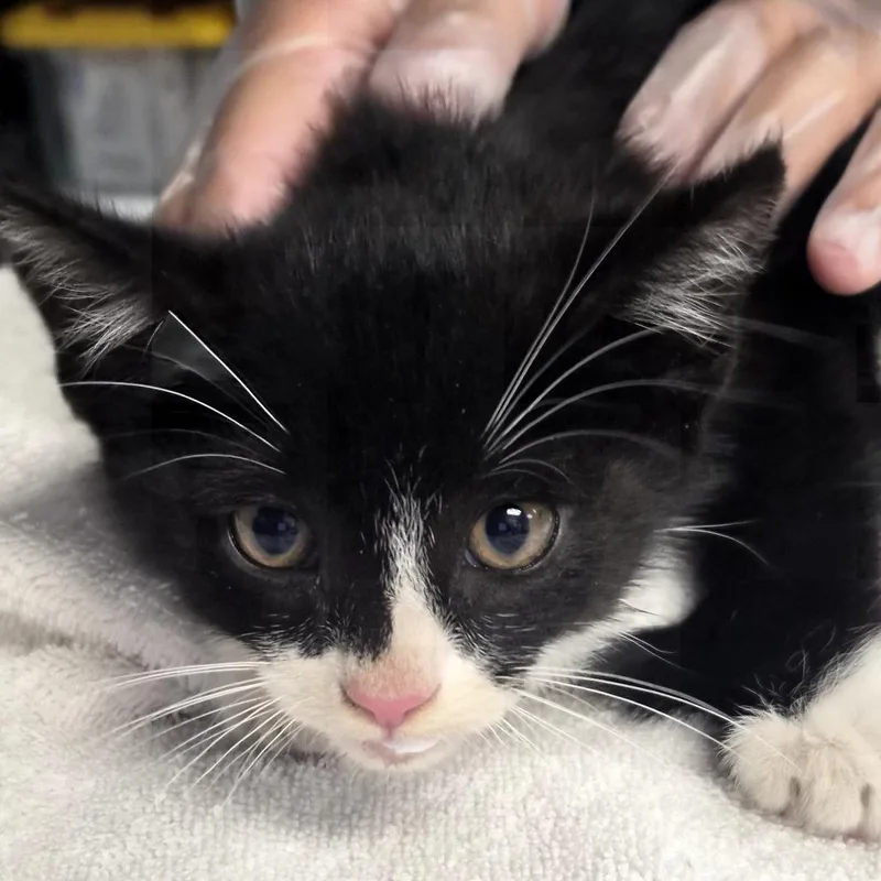 A baby small-sized male Black Domestic Short Hair cat named Chamberlain for adoption in Newark, NJ