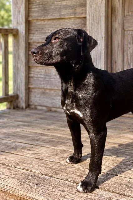 A baby large-sized female Labrador Retriever dog named Bluebell for adoption in Princeton, MA