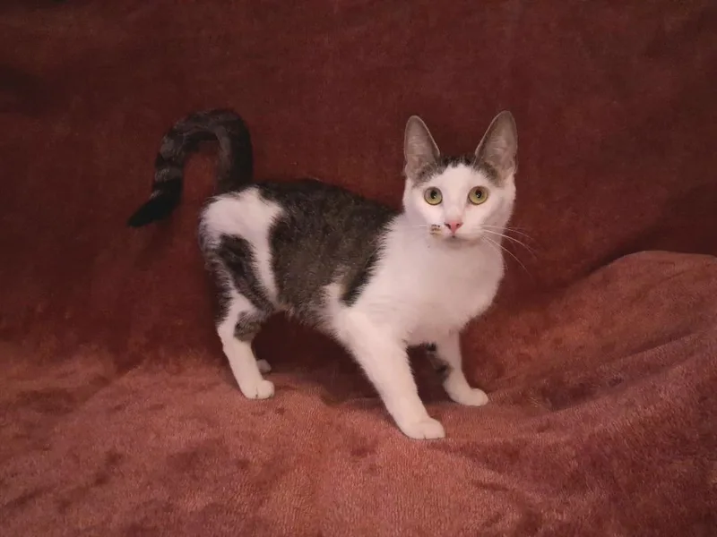 A young medium-sized female American Shorthair cat named Jelly for adoption in Wintersville, OH