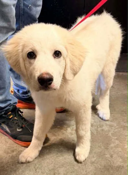 A baby medium-sized female Great Pyrenees dog named Cherry for adoption in Bowling Green, KY