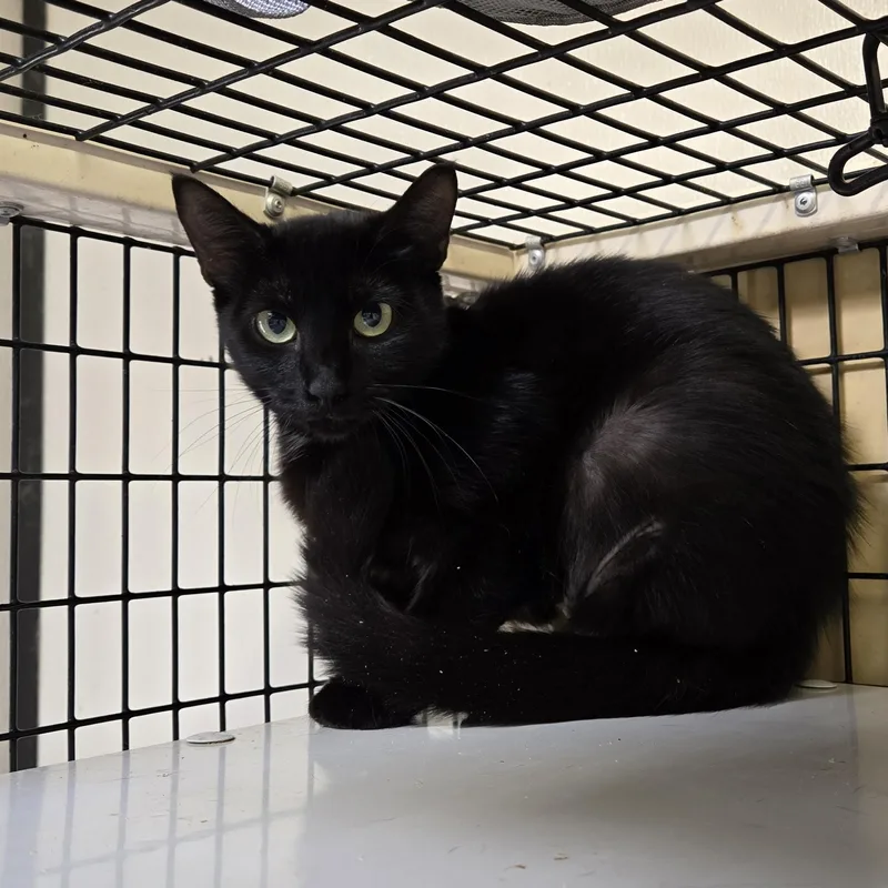 A young medium-sized female Black Domestic Short Hair cat named Kopiko for adoption in Graham, TX