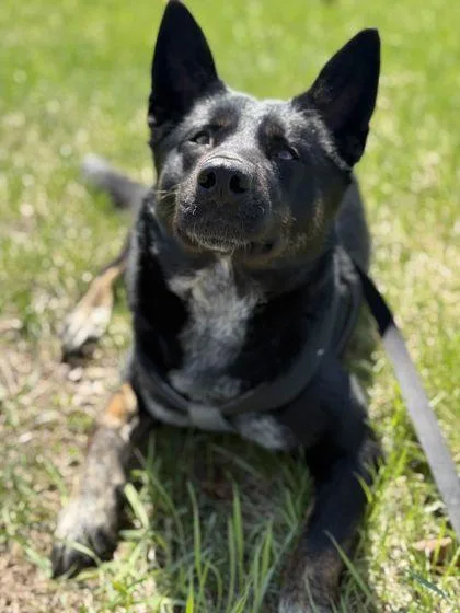 An adult large-sized female German Shepherd Dog dog named Vivian for adoption in Shawano, WI