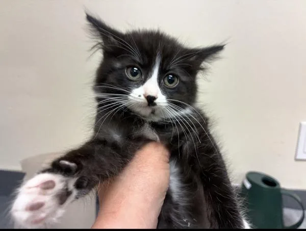 A baby small-sized male Domestic Short Hair cat named Tabernacle for adoption in Kennewick, WA