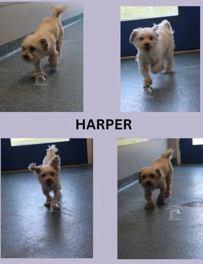 An adult small-sized female Mixed Breed dog named Harper for adoption in Kenansville, NC