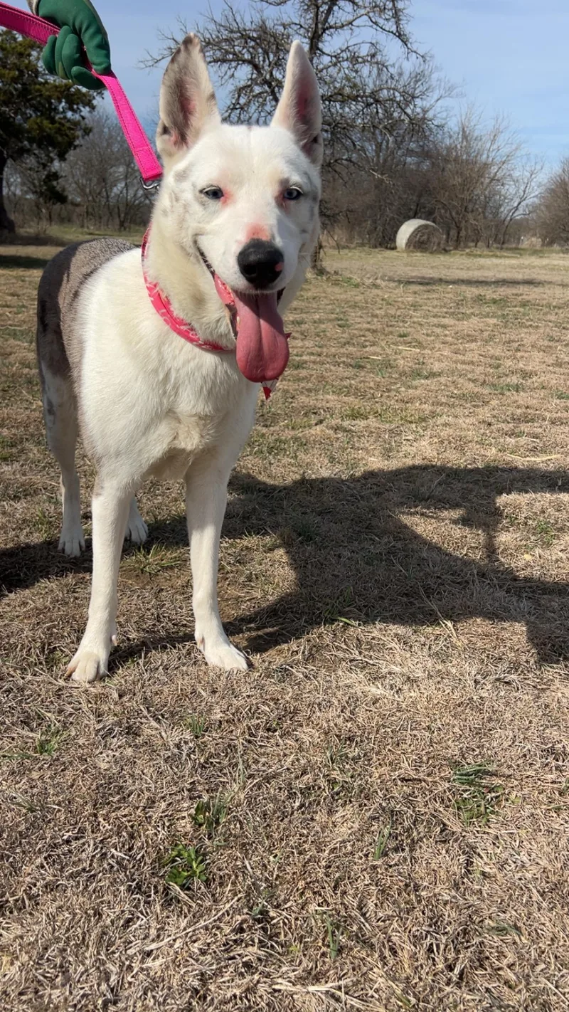 An adult medium-sized female White / Cream Husky dog named Ellie for adoption in Whitney, TX