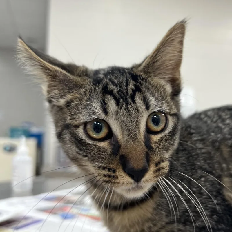 A baby small-sized female Brown / Chocolate Domestic Short Hair cat named Sun beam for adoption in Jacksonville, FL