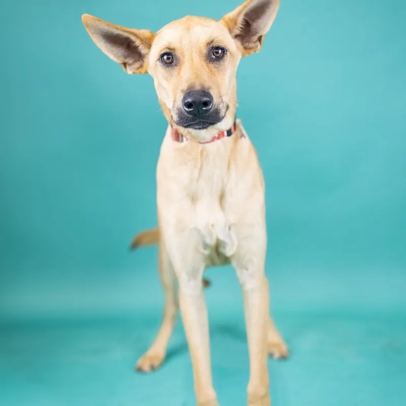 A young medium-sized male Yellow / Tan / Blond / Fawn Mixed Breed dog named Vernon for adoption in Portland, OR