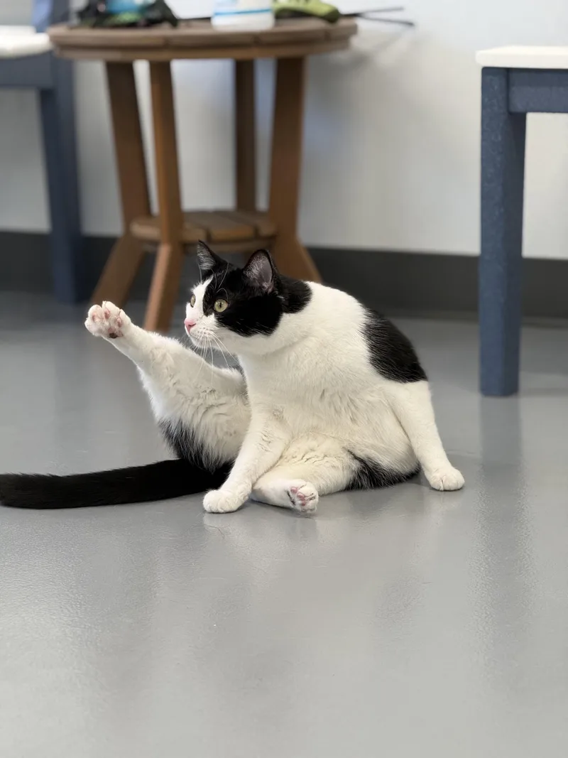 A young large-sized male Black & White / Tuxedo Domestic Short Hair cat named Bandit for adoption in Kalamazoo, MI