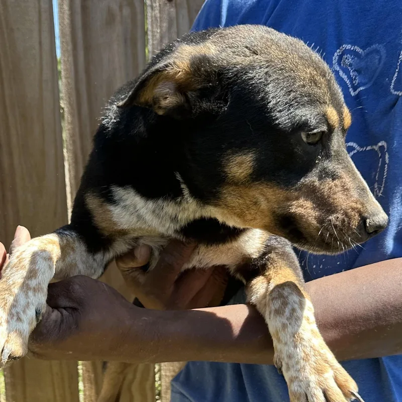 Roxy  Local April thumbnail 2