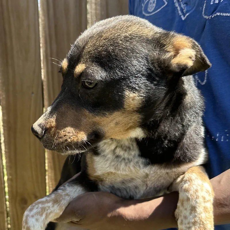 Roxy  Local April thumbnail 3