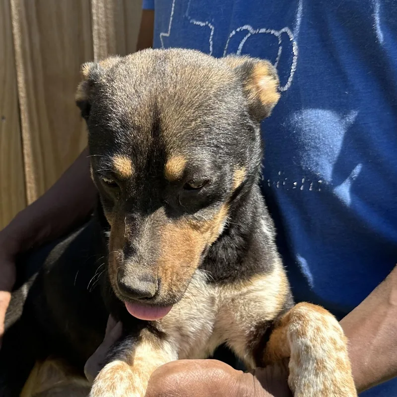 Roxy  Local April thumbnail 4