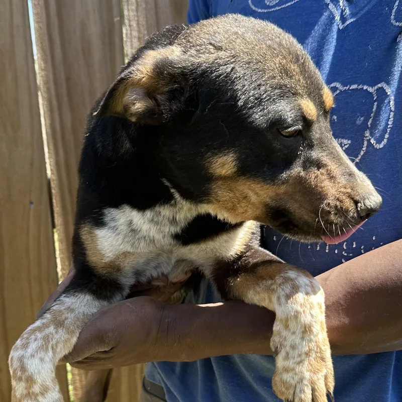 Roxy  Local April thumbnail 5