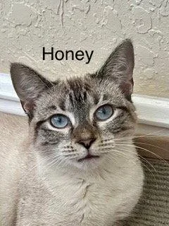 A young medium-sized female Snowshoe cat named Honey for adoption in Oakland Park, FL