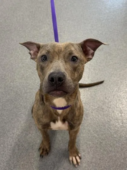 An adult medium-sized female Mixed Breed dog named Ocean for adoption in West Chester, PA