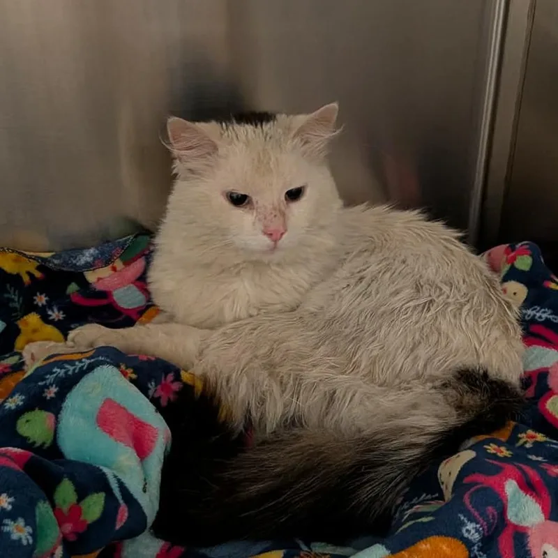 A young large-sized male White Domestic Medium Hair cat named Nimbus for adoption in Greenville, PA