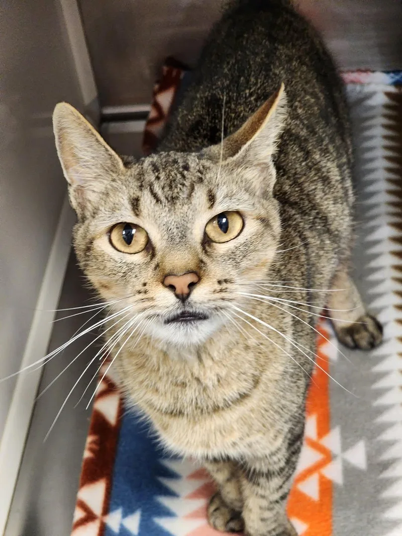 An adult medium-sized male Domestic Short Hair cat named Addie Kate for adoption in Hilton Head Island, SC
