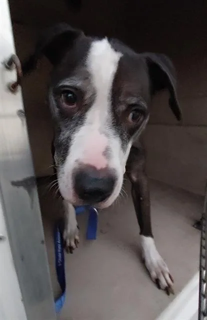 An adult large-sized male Pit Bull Terrier dog named Oreo for adoption in Chula Vista, CA