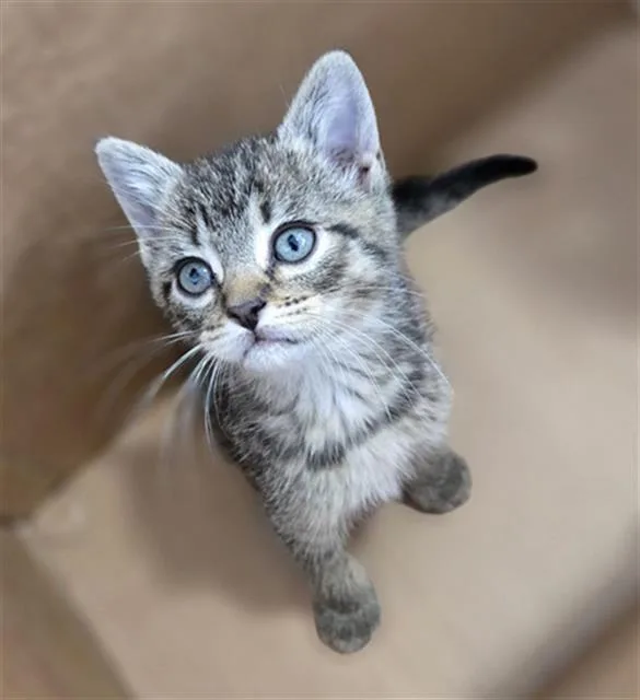 A baby medium-sized female Domestic Short Hair cat named Buttercup for adoption in Dallas, TX