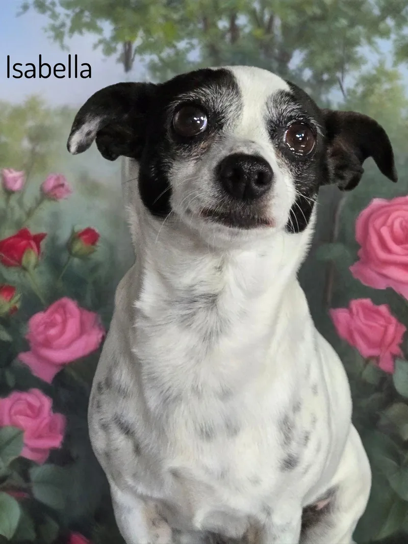 Isabella thumbnail 2