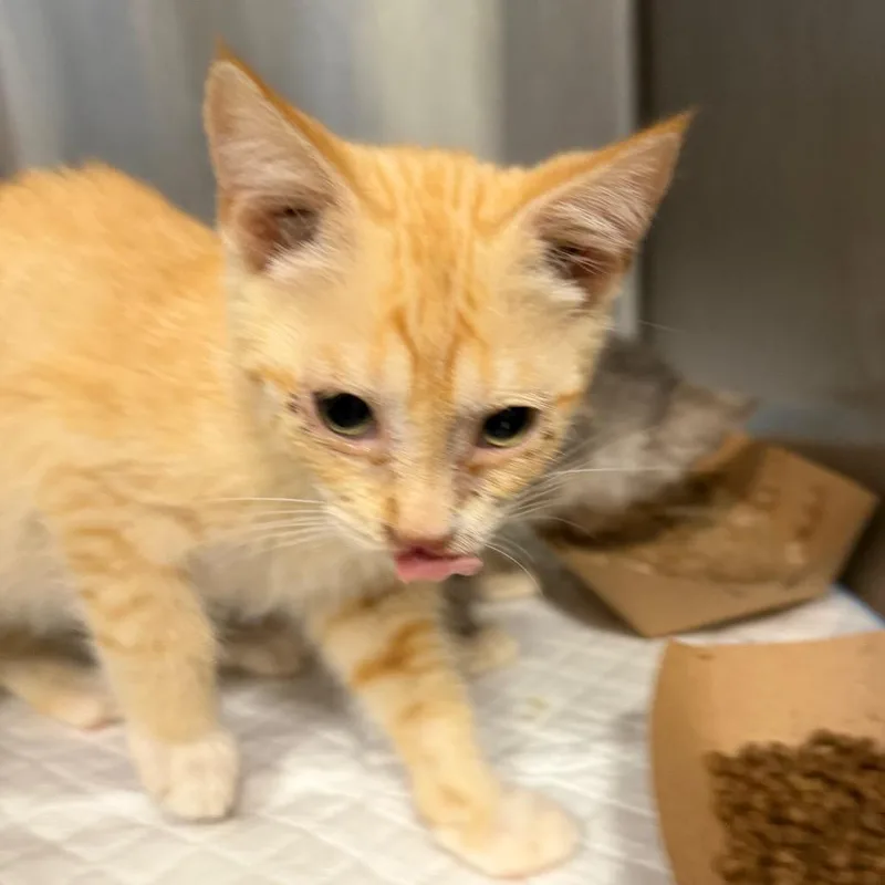 A baby small-sized male Orange / Red Domestic Short Hair cat named Dove for adoption in Greensboro, NC