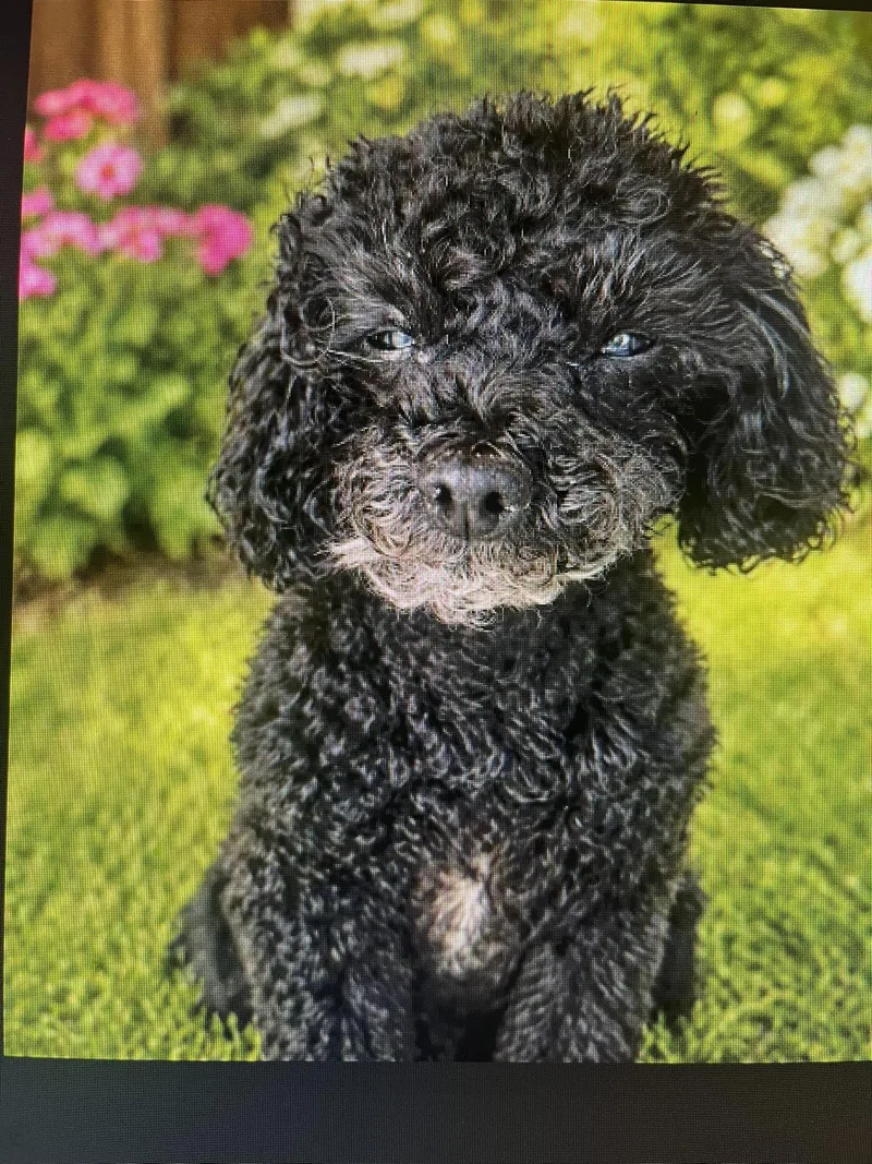 A senior small-sized female Black Poodle dog named Dorothy for adoption in Gonzales, LA