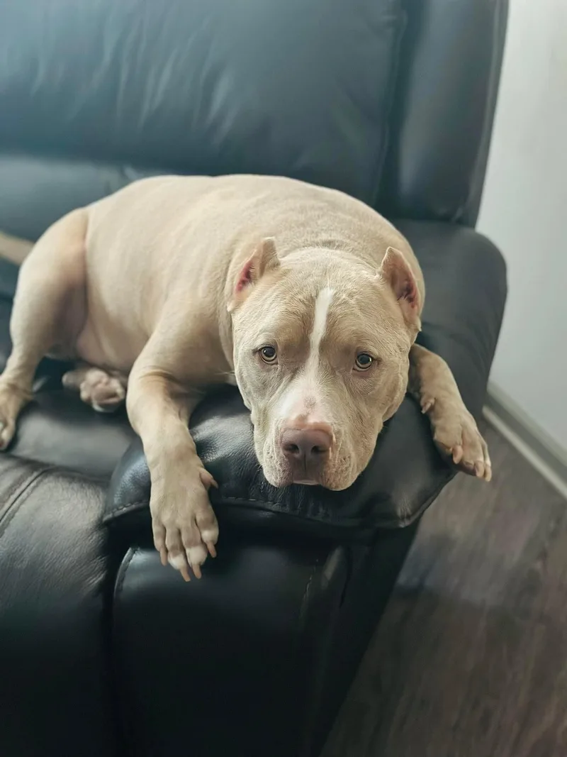 Cesar  Cl thumbnail 5