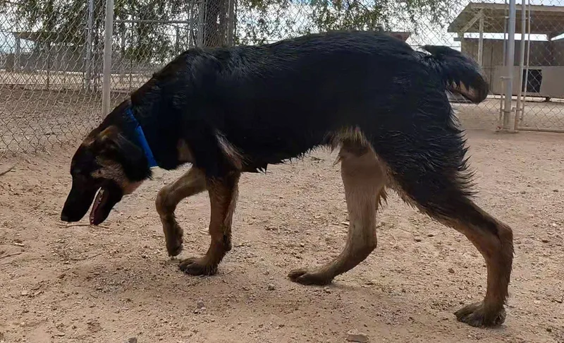 A young large-sized male German Shepherd Dog dog named Ranger for adoption in Queen Creek, AZ