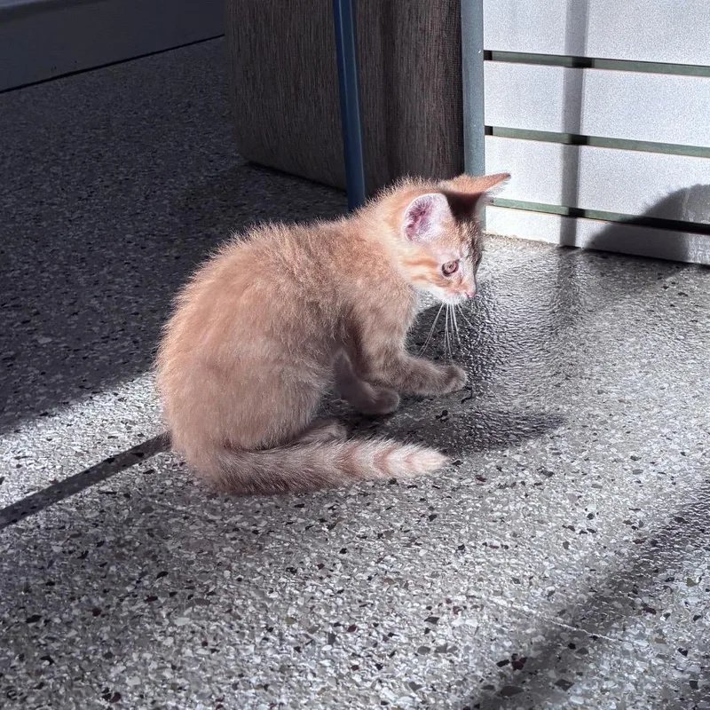 Kona