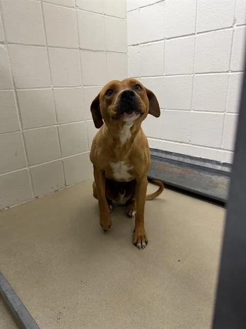 A young medium-sized male Labrador Retriever dog named Duke for adoption in Omaha, NE